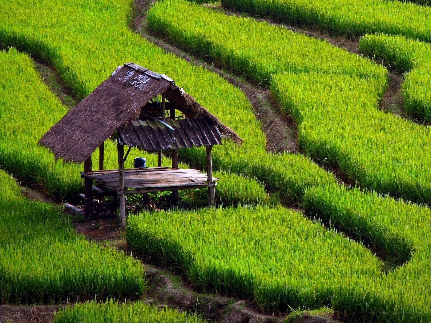 Rice terrace hut in green fields