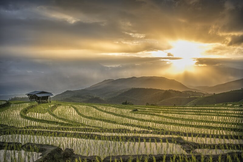 Rice Terraces at Sunrise — Green