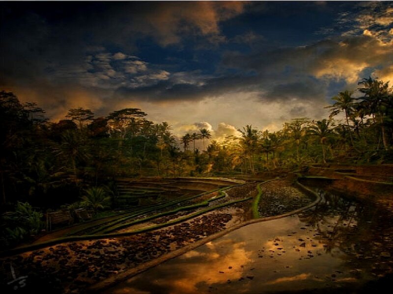 Rice terraces at sunset