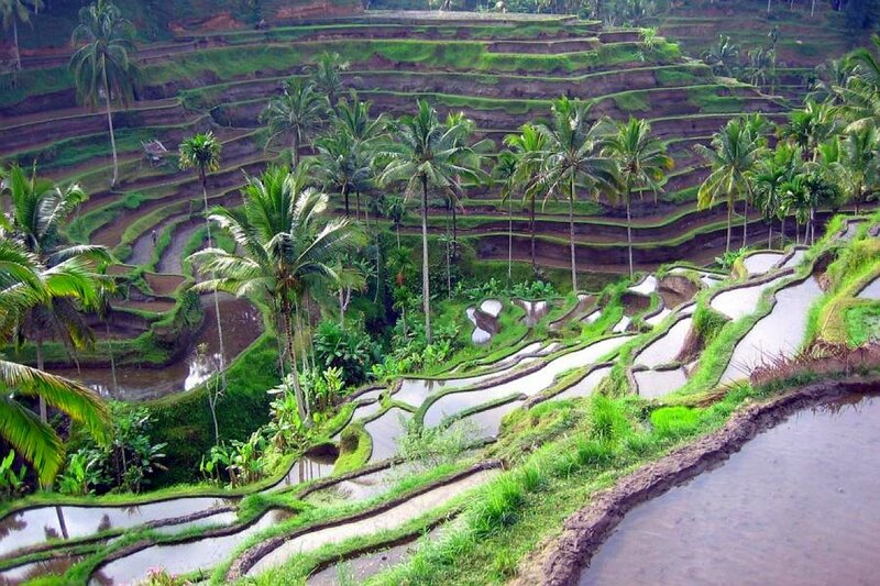 Rice terraces in Bali