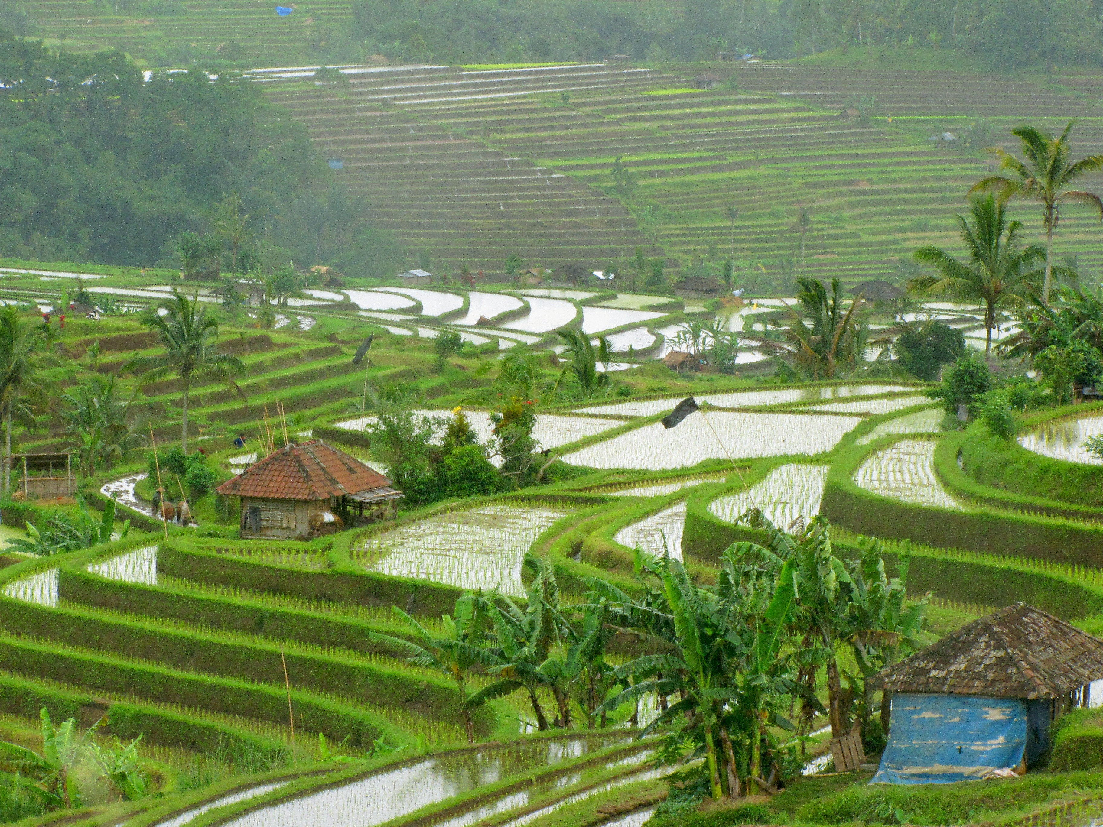 Rice terraces in Bali