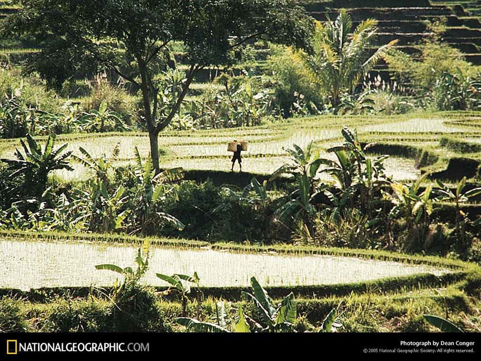 Rice terraces in Bali