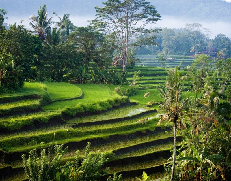 Rice Terraces in Forest — Green