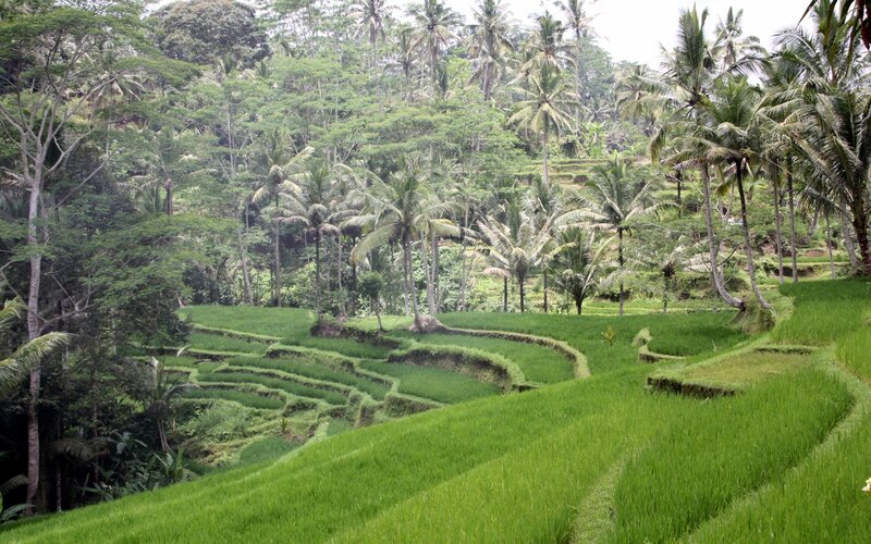 Rice Terraces in Forest