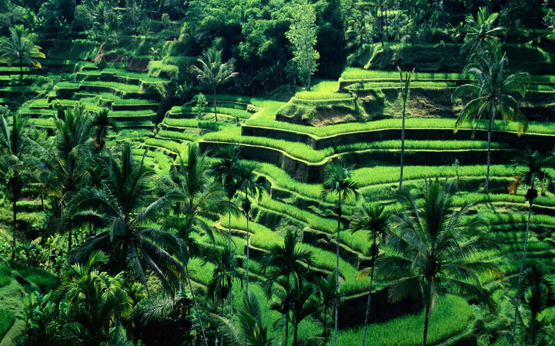 Rice Terraces in Jungle — Green, Serene, Afternoon, Photograph, Palm Trees