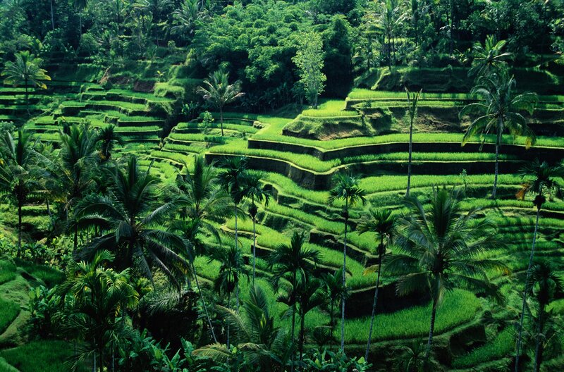 Rice Terraces in Jungle — Green, Serene, Afternoon, Photograph