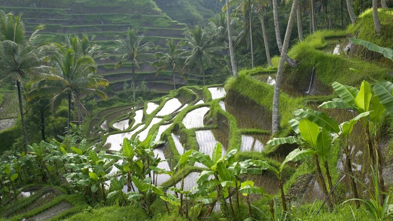 Rice Terraces in Jungle — Green, Serene, Morning, Photograph