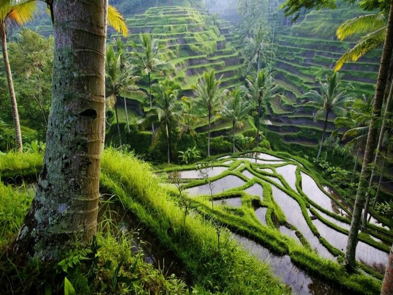 Rice Terraces in Jungle — Green, Serene