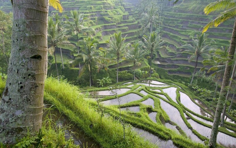 Rice Terraces in Jungle — Morning