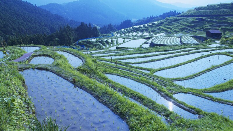 Rice Terraces in Mountains