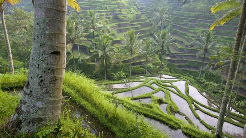Rice terraces in tropical landscape
