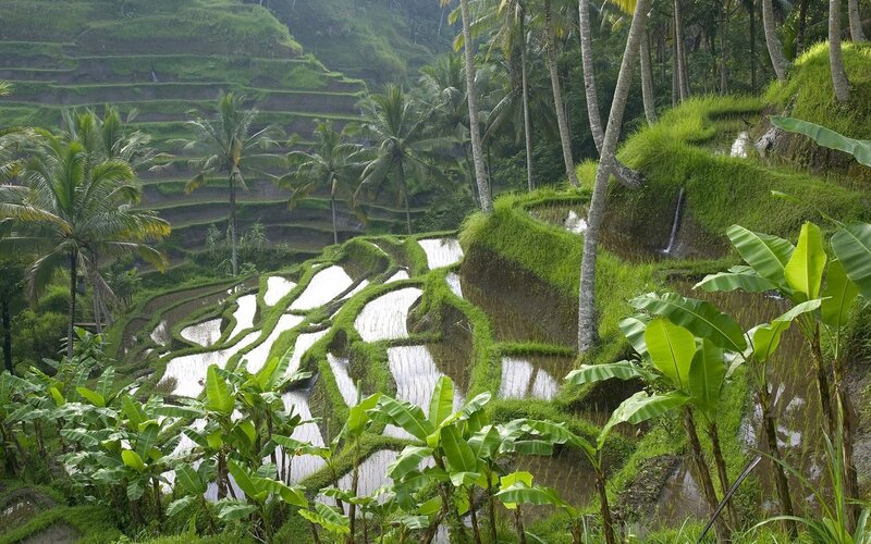 Rice terraces in tropical landscape
