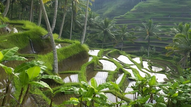 Rice terraces in tropical landscape