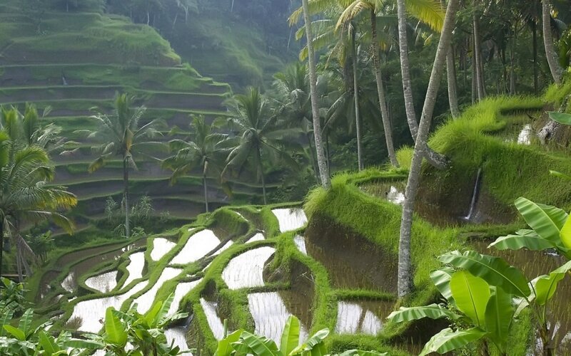 Rice terraces in tropical landscape