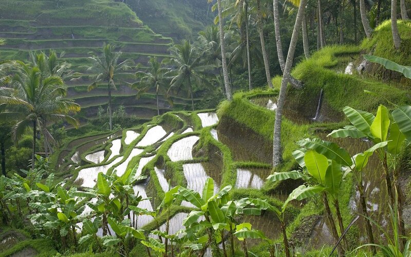 Rice terraces in tropical landscape