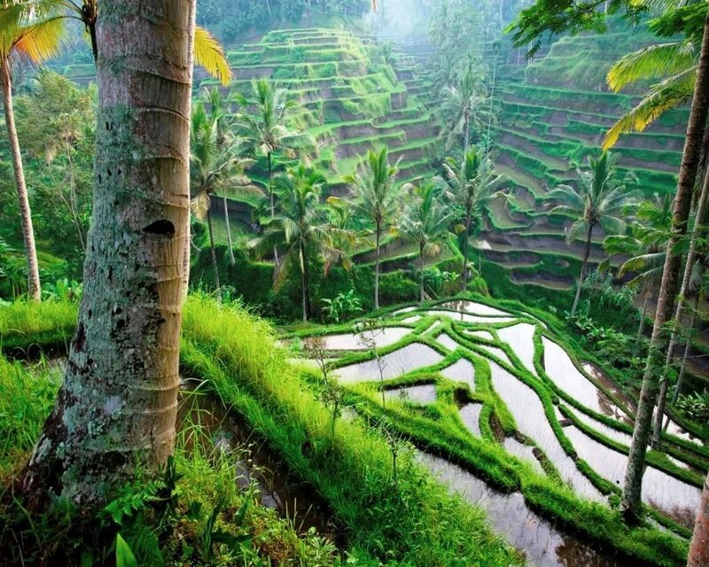 Rice terraces in tropical landscape