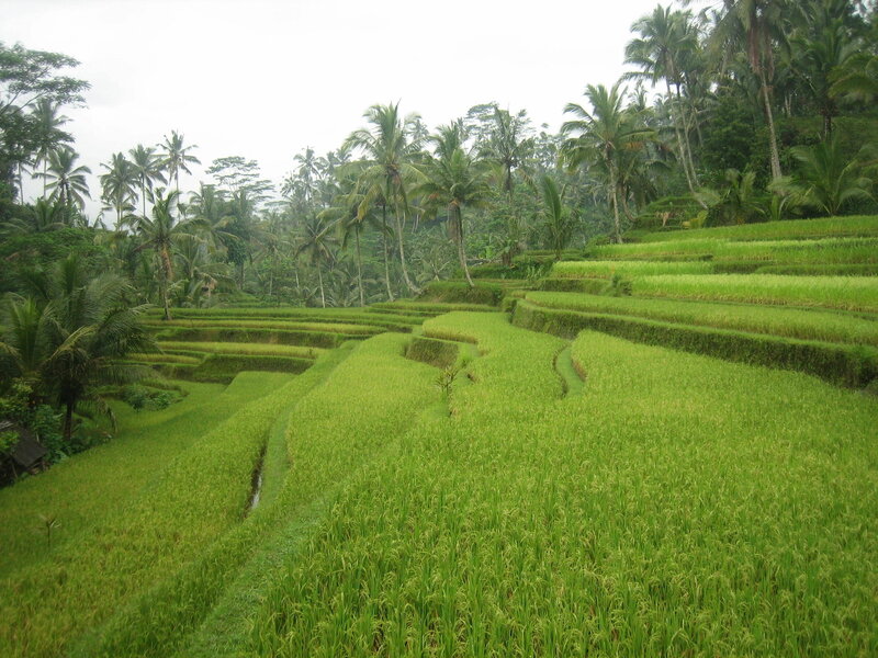Rice terraces in tropical landscape