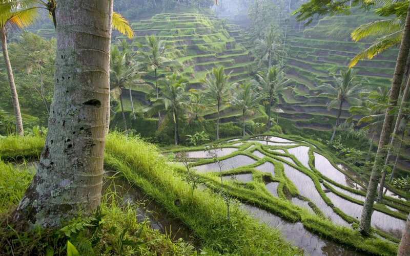Rice terraces in tropical landscape