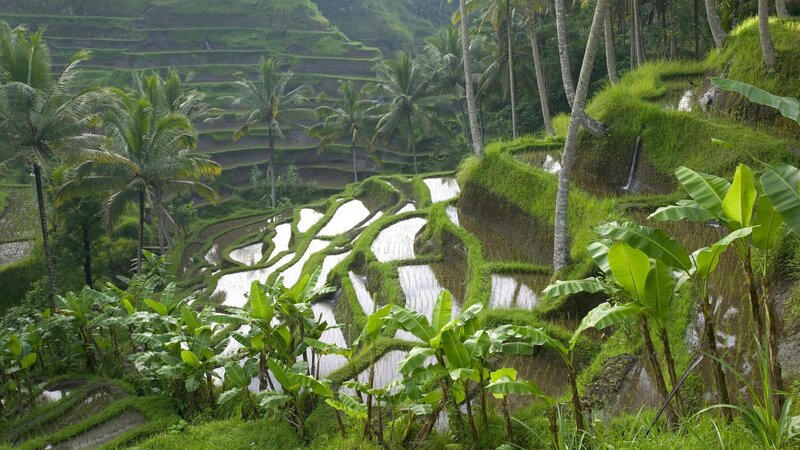 Rice terraces in tropical landscape