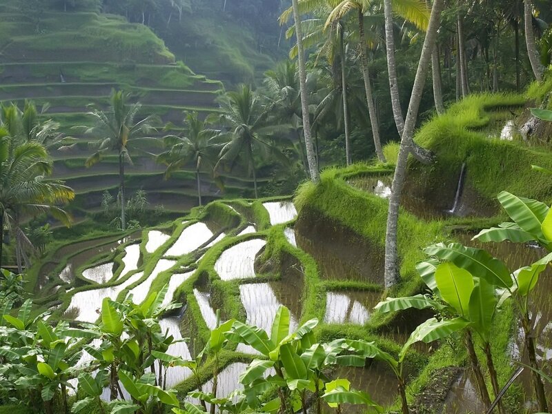 Rice terraces in tropical landscape