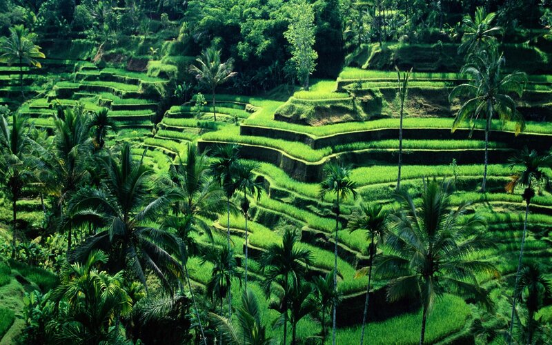 Rice Terraces in Tropical Landscape — Green, Serene