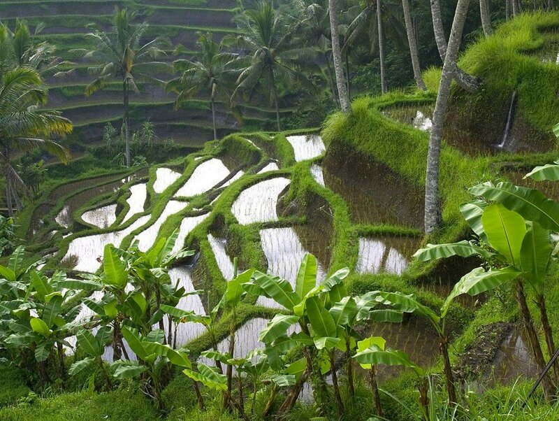 Rice Terraces in Tropical Landscape — Green