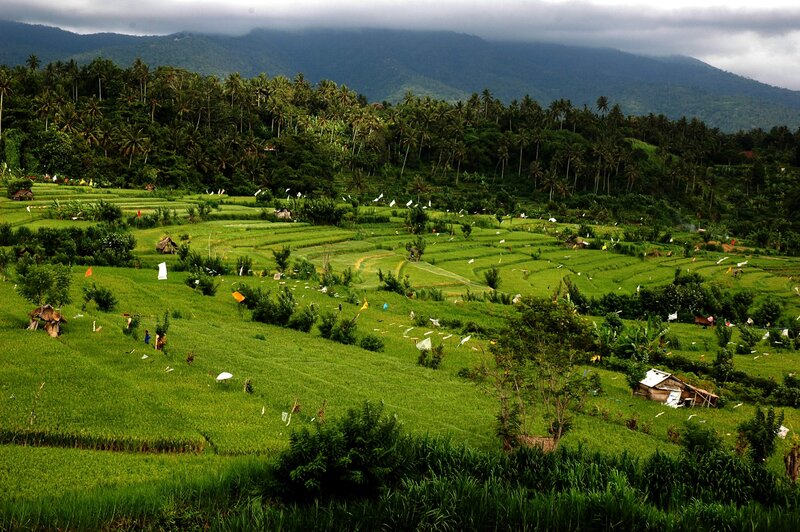 Rice Terraces in Valley — Green, Serene