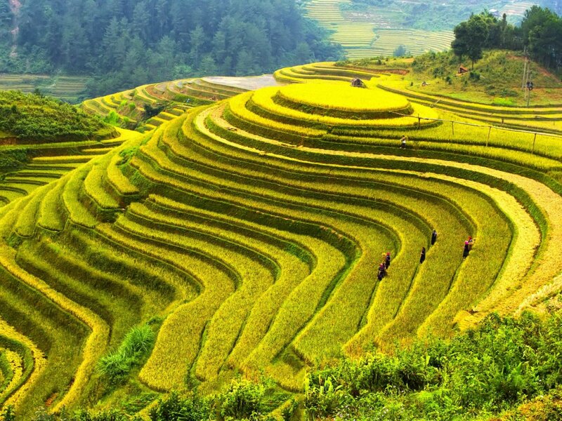 Rice Terraces on Hillside