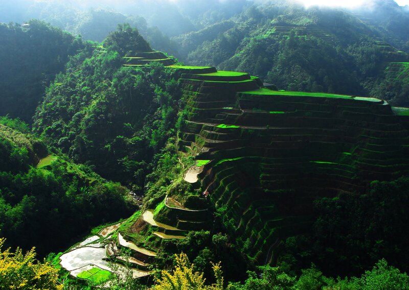 Rice Terraces on Mountainside