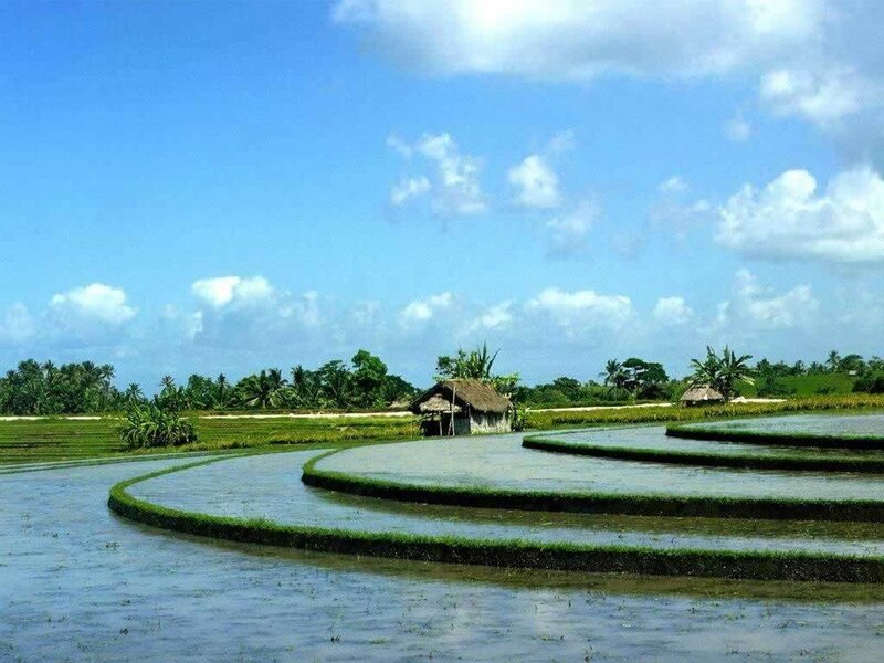 Rice terraces under blue sky