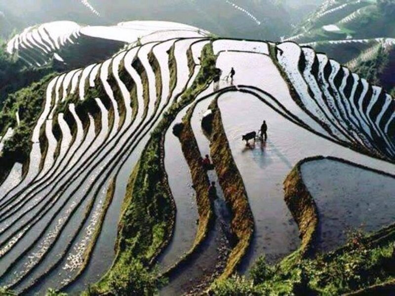 Rice Terraces with Farmers