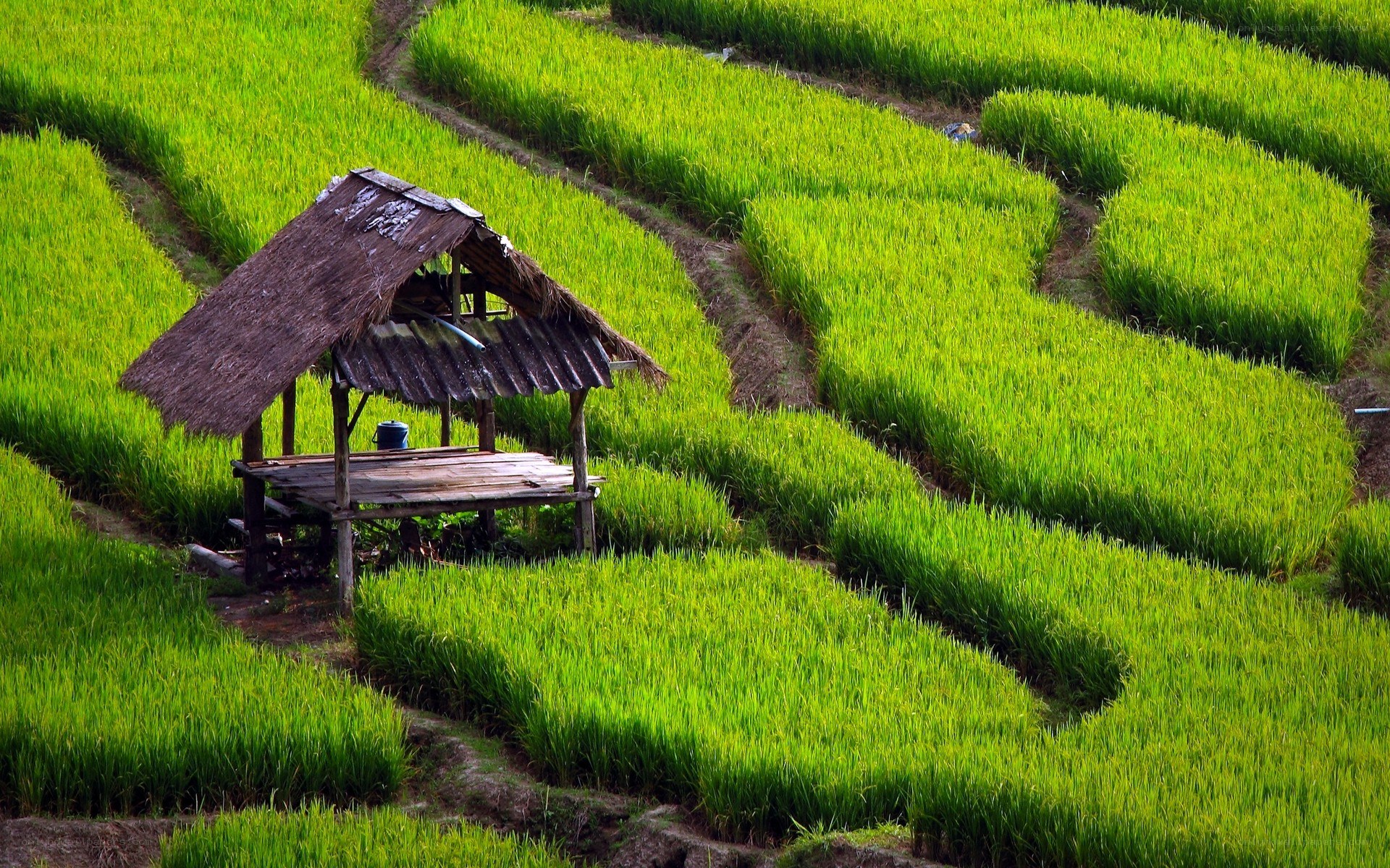 Rice terraces with hut
