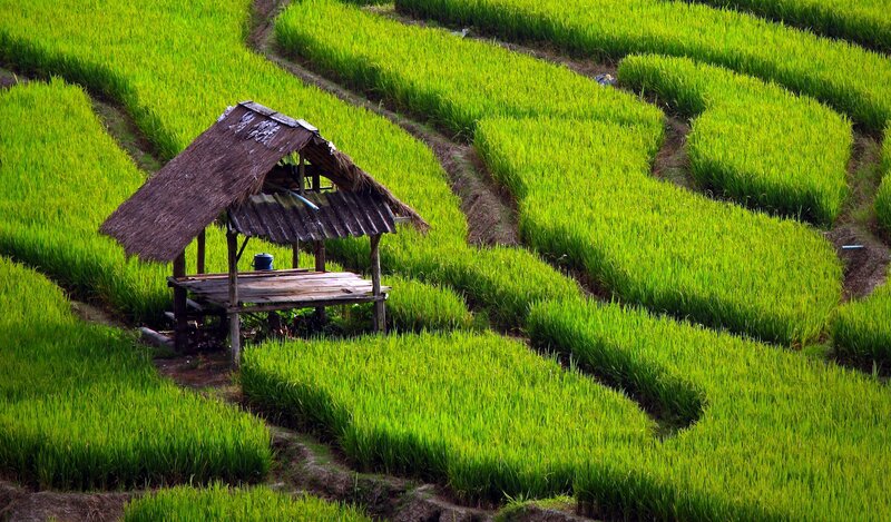 Rice terraces with hut