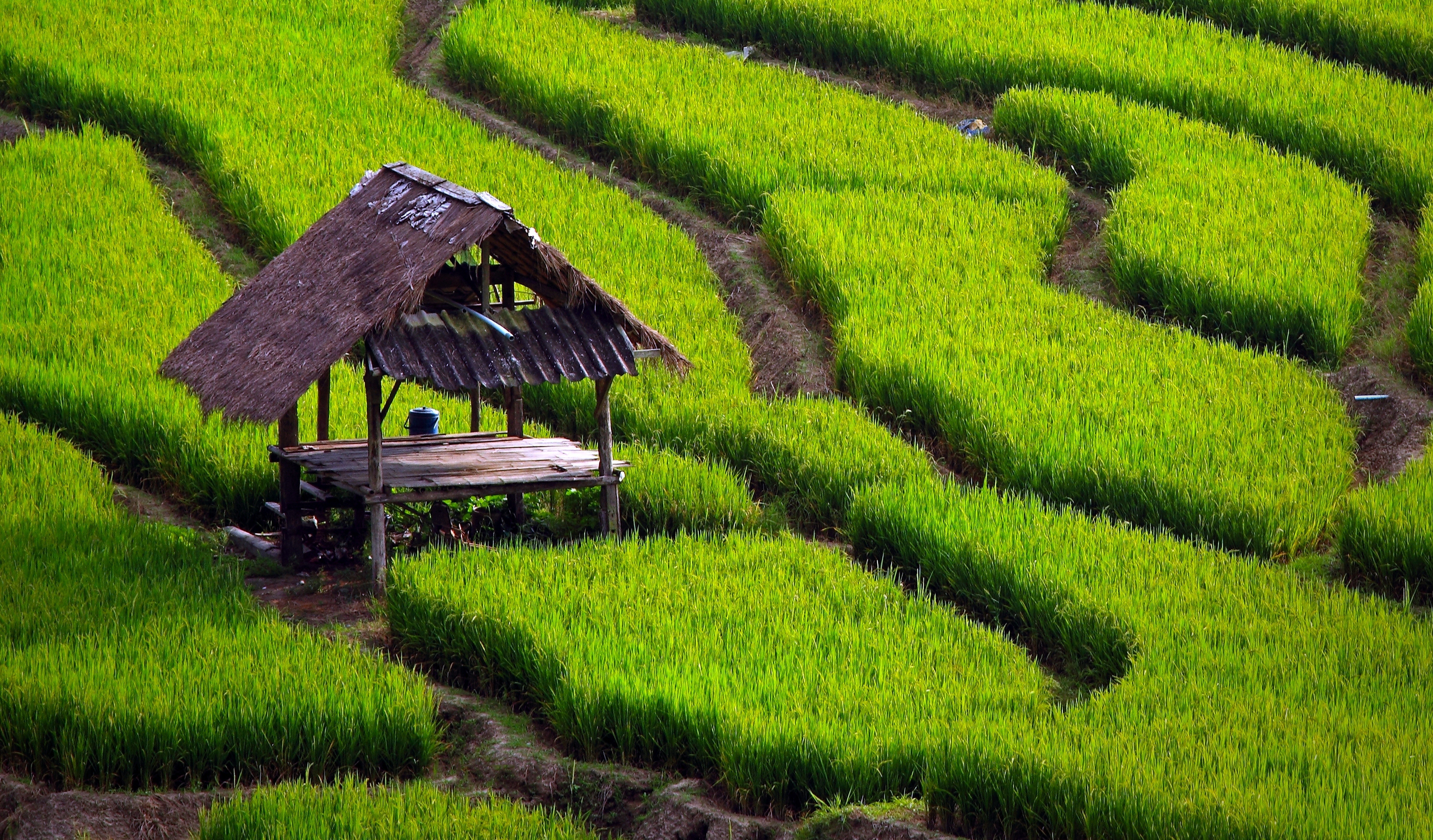 Rice terraces with hut