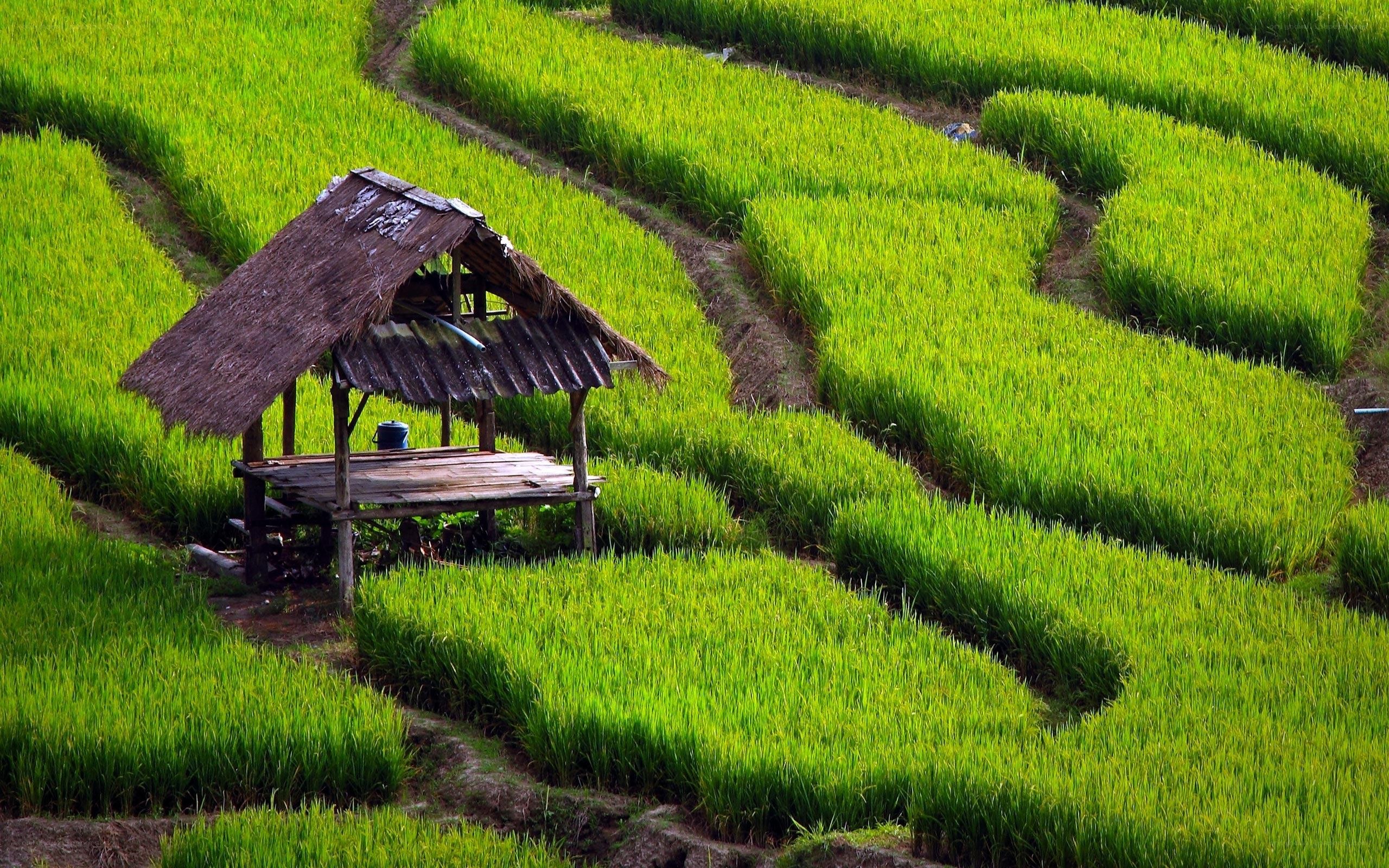 Rice terraces with hut