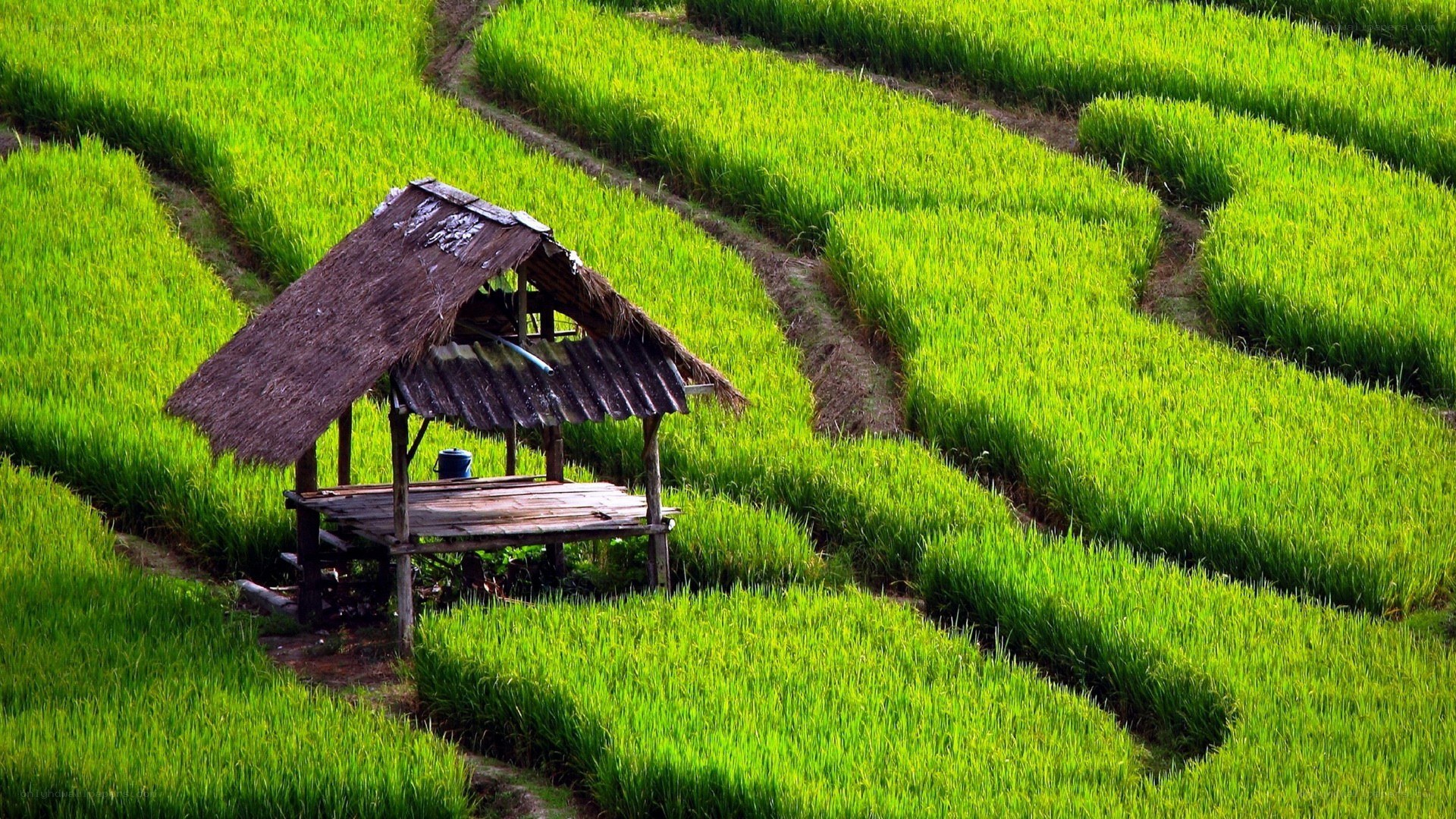 Rice terraces with hut