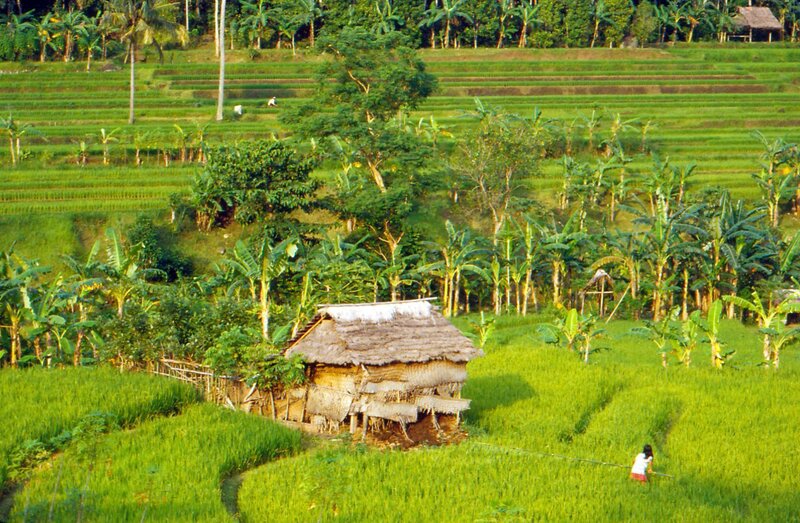Rice terraces with hut