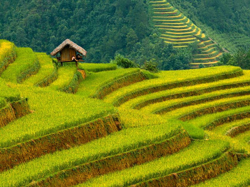 Rice Terraces with Hut — Green, Serene, Afternoon