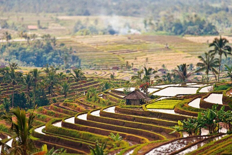 Rice Terraces with Hut — Green, Serene