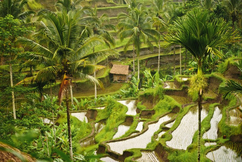 Rice Terraces with Hut — Green