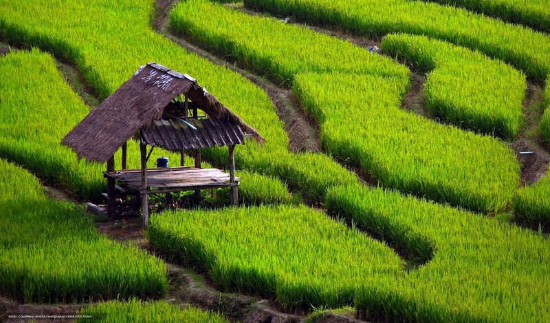 Rice terraces with hut