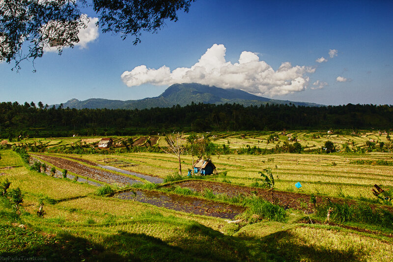 Rice Terraces with Mountain