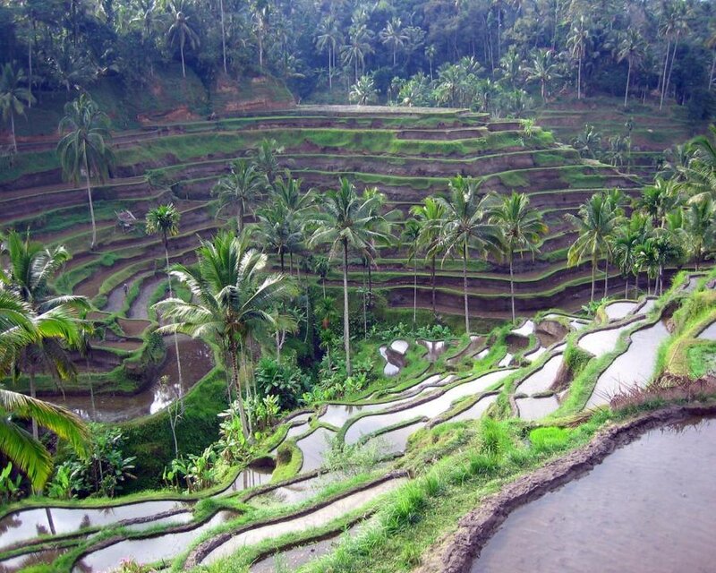 Rice Terraces with Palm Trees — Green, Serene, Afternoon