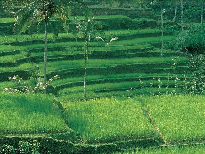 Rice Terraces with Palm Trees — Green