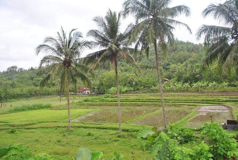 Rice Terraces with Palm Trees