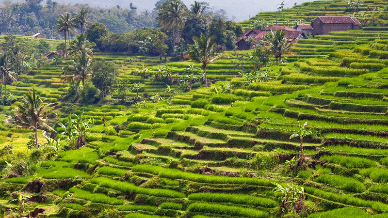 Rice Terraces with Village