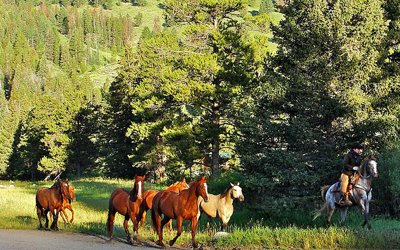 Rider Herding Horses