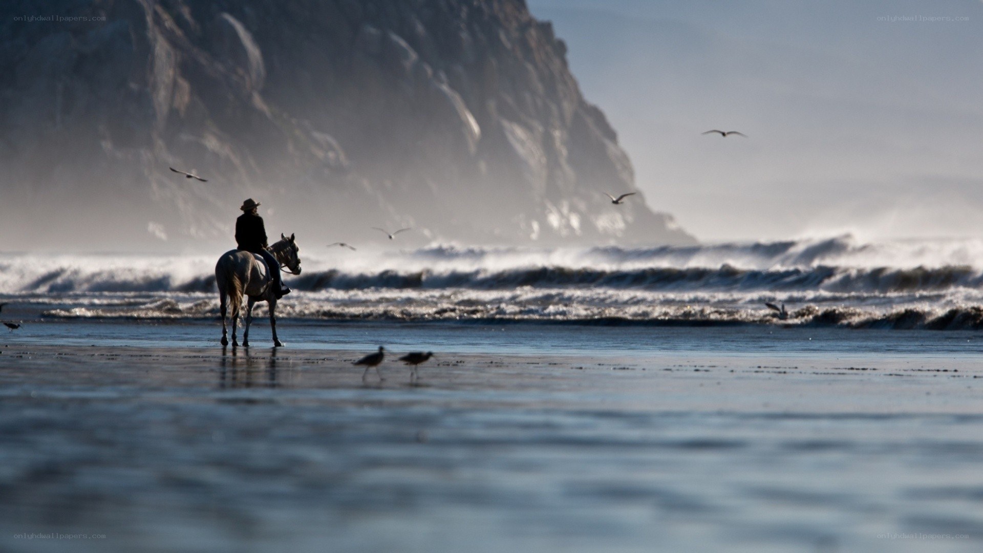 Rider on a beach at sunset