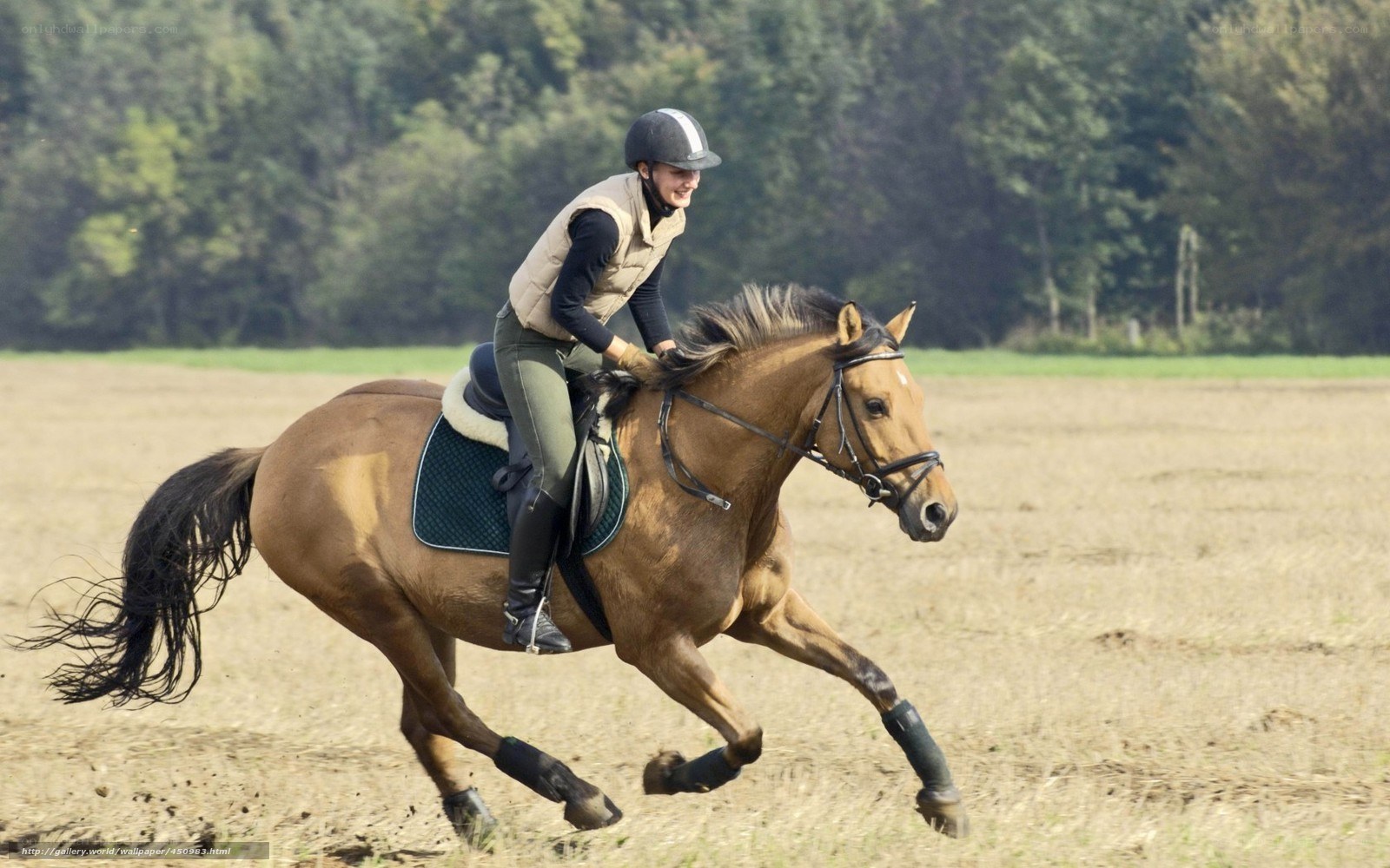 Rider on a galloping horse