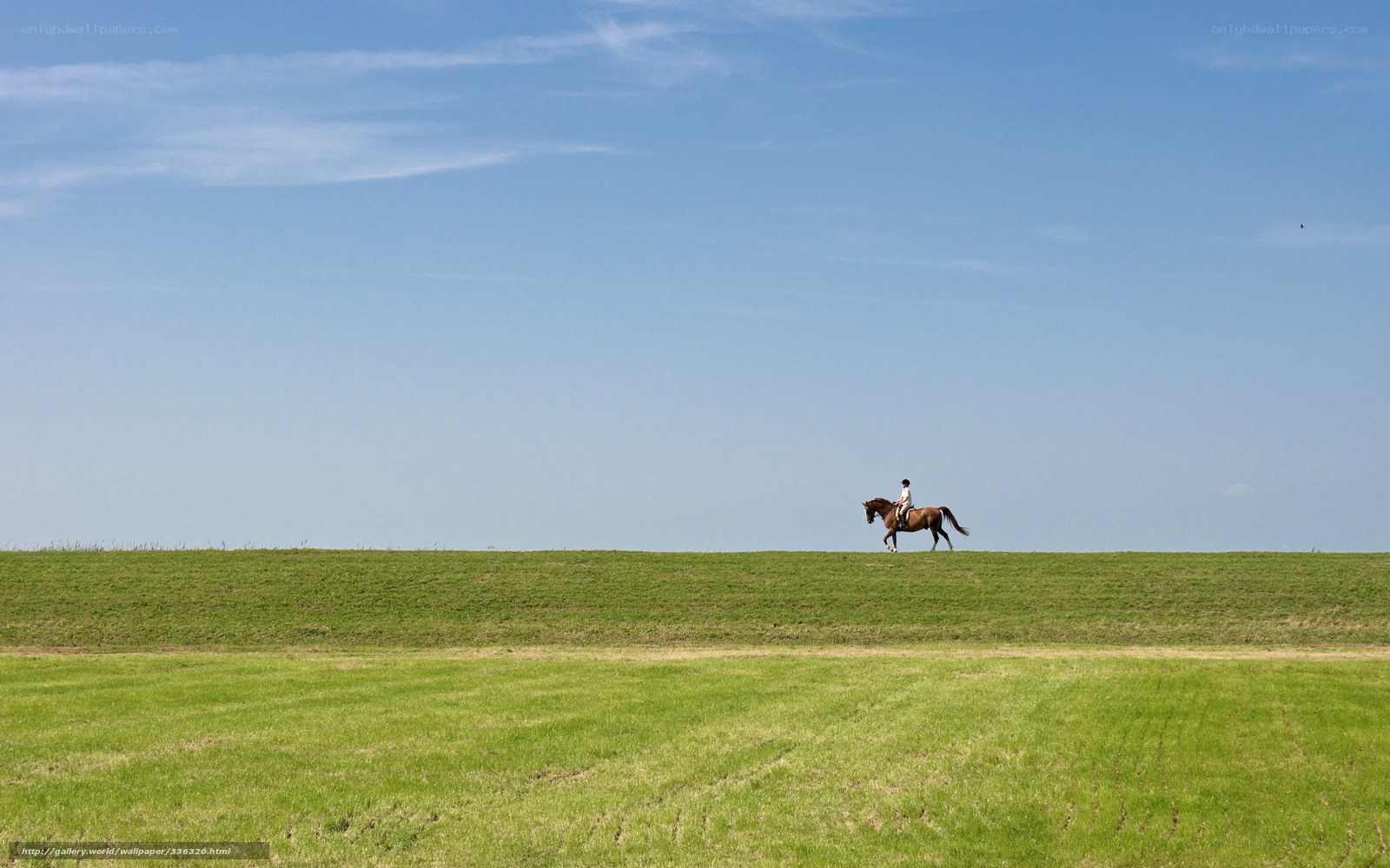 Rider on a grassy hill